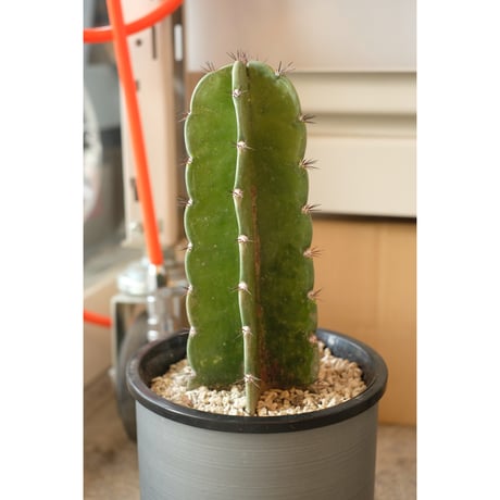 Cereus jamacaru