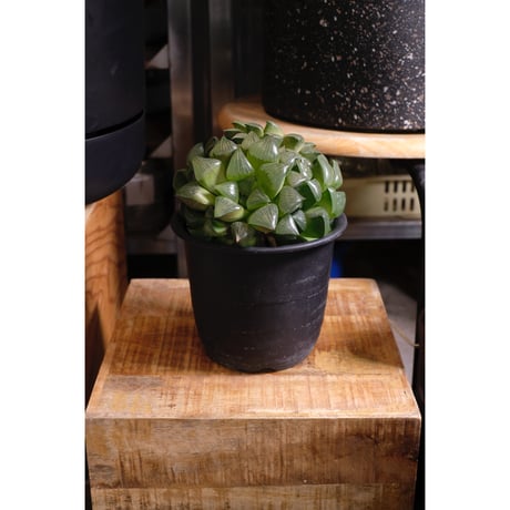 Haworthia