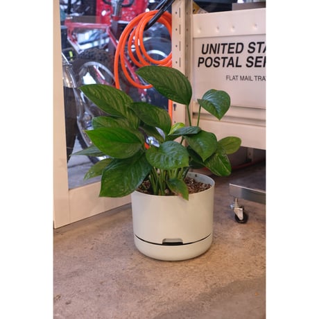 Monstera​ "Jade Shuttlecock"