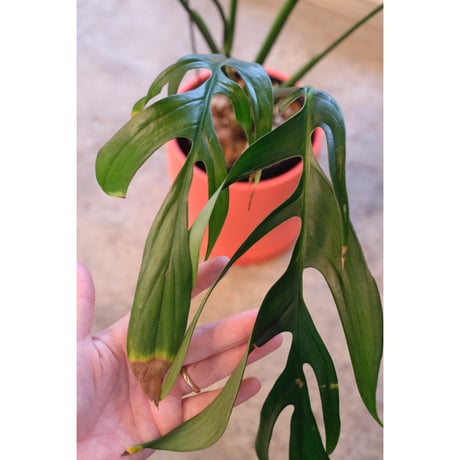 Monstera croatii