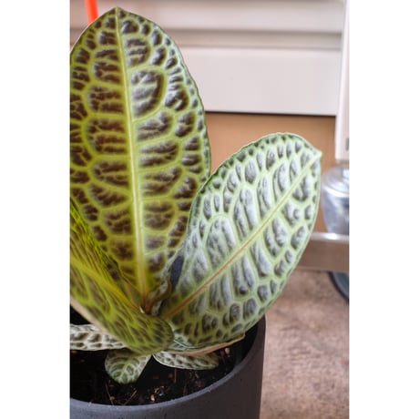 Ardisia "Turtle Back"