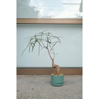 Brachychiton rupestris