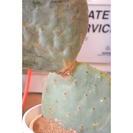 Opuntia robusta