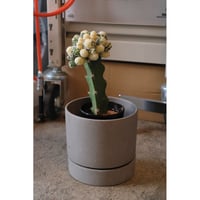 Mammillaria