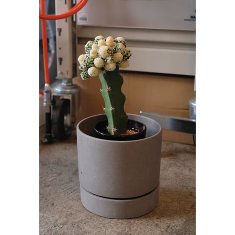 Mammillaria