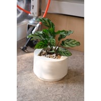 Calathea 'Freddie'