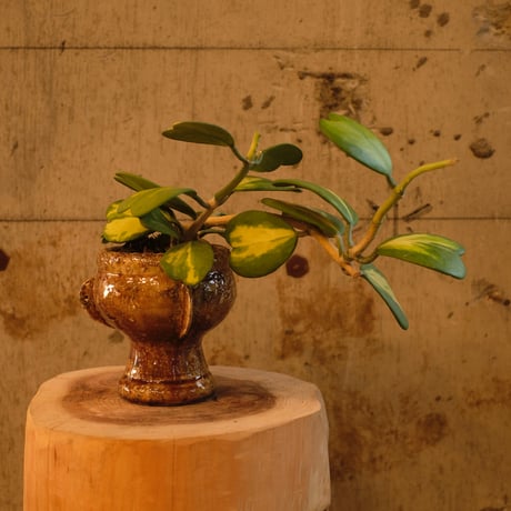 Azumi Aoyagi  plant pot