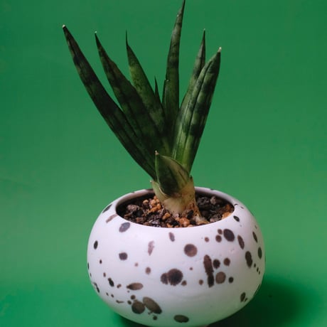 Yoshinori Takemura plant pot