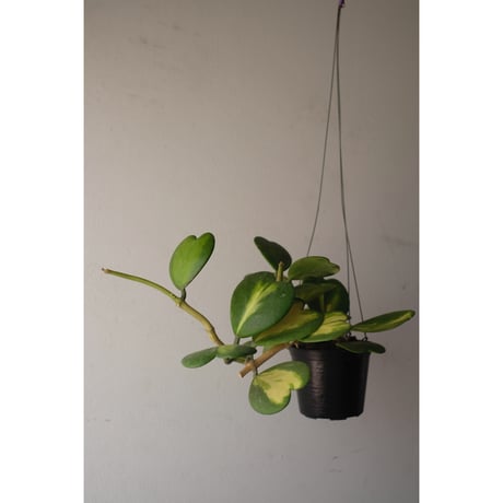 Hoya kerrii reverse variegata