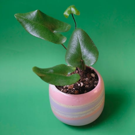 Yoshinori Takemura plant pot