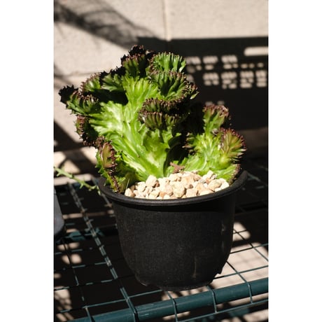 Euphorbia lactea