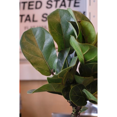 Ficus lyrata 'bambino'