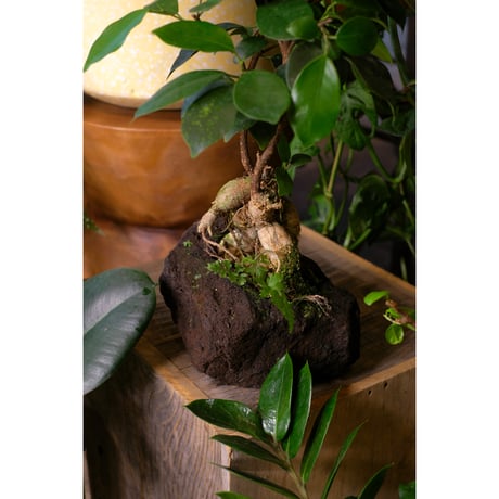 Ficus microcarpa