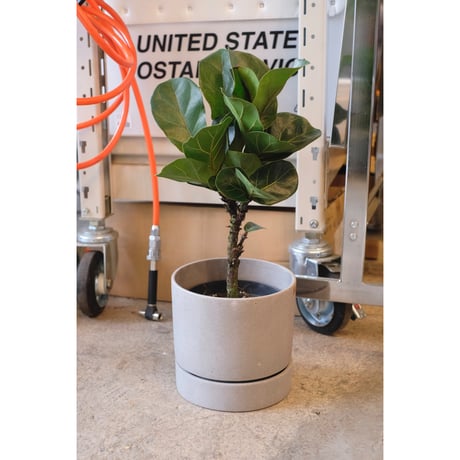 Ficus lyrata 'bambino'