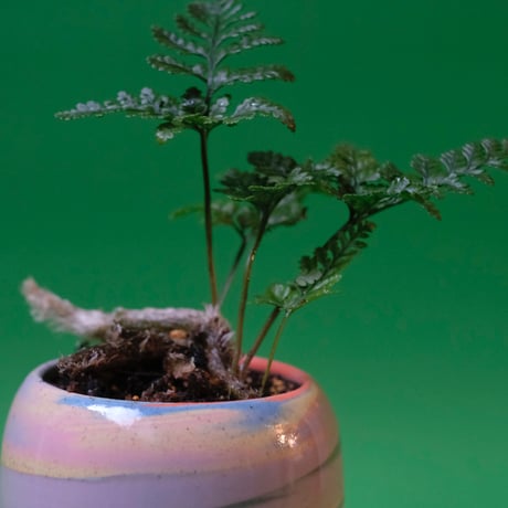 Yoshinori Takemura plant pot
