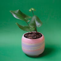 Yoshinori Takemura plant pot