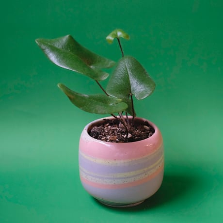 Yoshinori Takemura plant pot