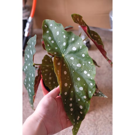 Begonia maculata
