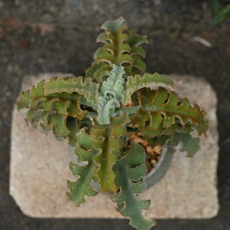 Azumi Aoyagi  plant pot -Kalanchoe-