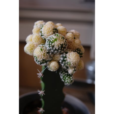 Mammillaria