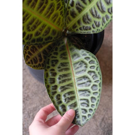Ardisia "Turtle Back"
