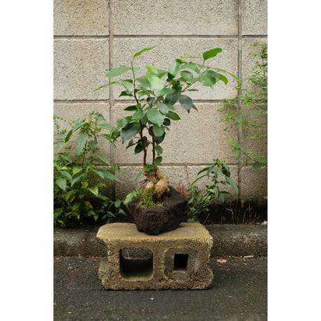 Ficus microcarpa