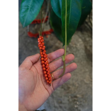 Anthurium gracile