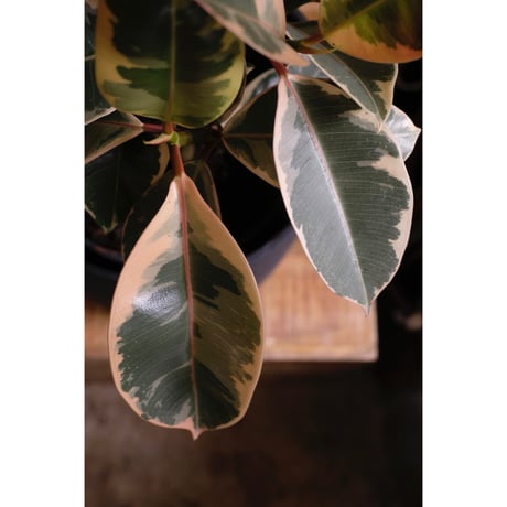 Ficus elastica  'Tineke'