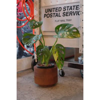 Monstera adansonii 'Aurea Variegata'