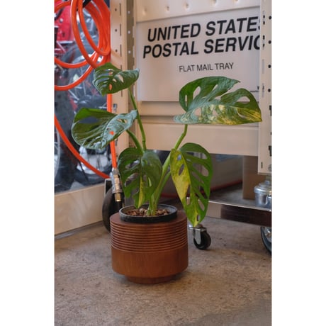 Monstera adansonii 'Aurea Variegata'