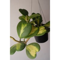 Hoya kerrii reverse variegata