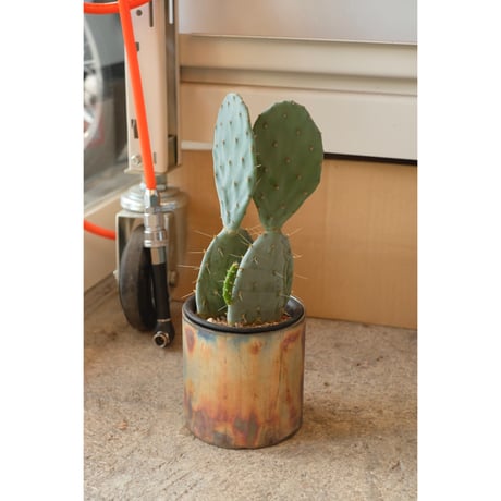 Opuntia '大丸盆'