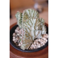 Euphorbia lactea