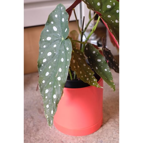 Begonia maculata