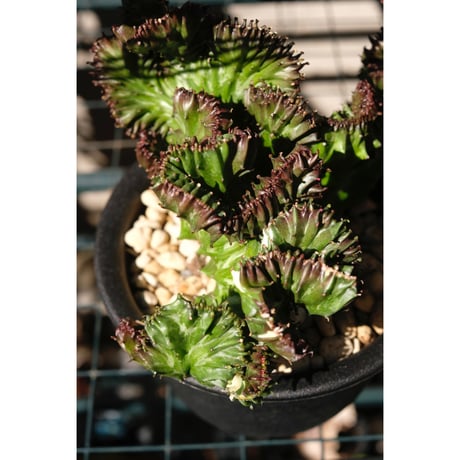Euphorbia lactea