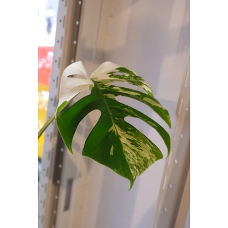 Monstera variegata