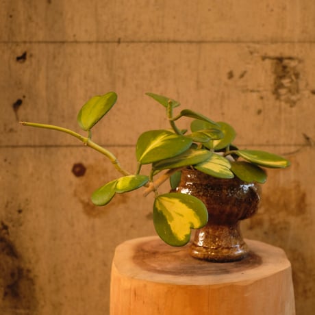 Azumi Aoyagi  plant pot