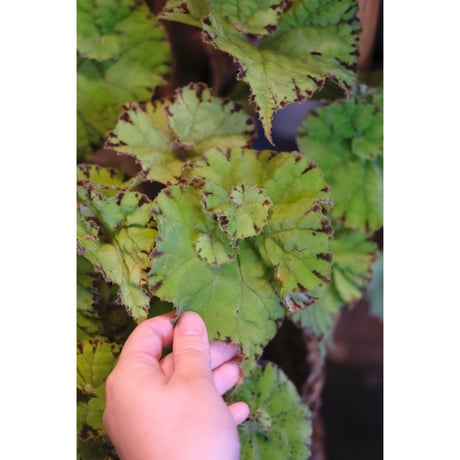 Begonia "渦葉豹紋"