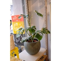 Monstera variegata