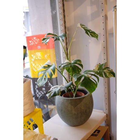 Monstera variegata