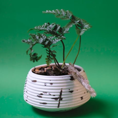 Yoshinori Takemura plant pot