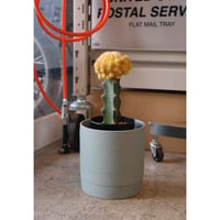 Gymnocalycium