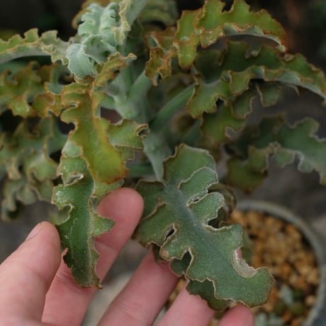 Azumi Aoyagi  plant pot -Kalanchoe-