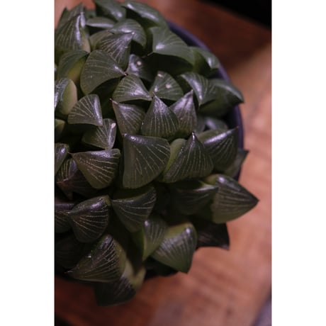 Haworthia