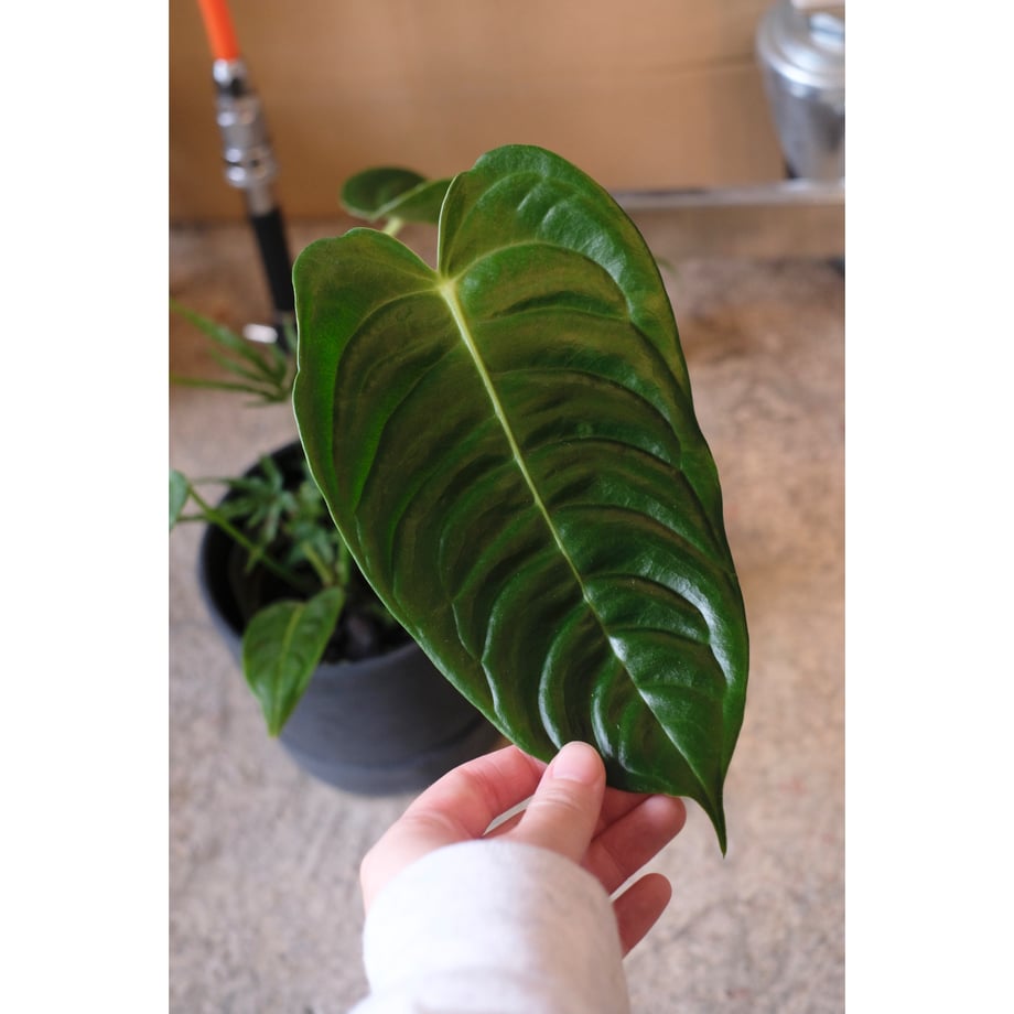 6a4a23aa56e39c9f5f8d2106