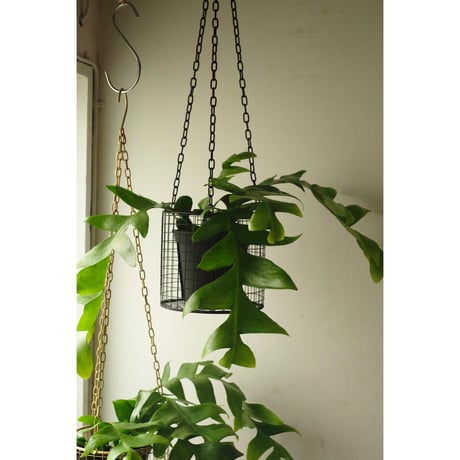 Epiphyllum chrysocardium