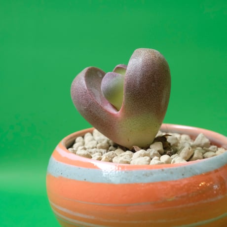 Yoshinori Takemura plant pot