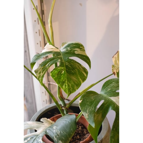 Monstera variegata