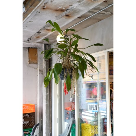 Anthurium gracile