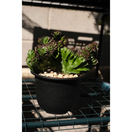 Euphorbia lactea